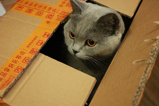 gatos por las cajas de cartón