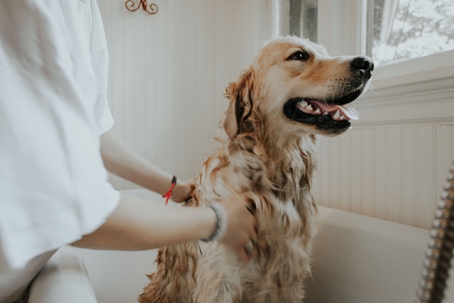 frecuencia del baño en los perros