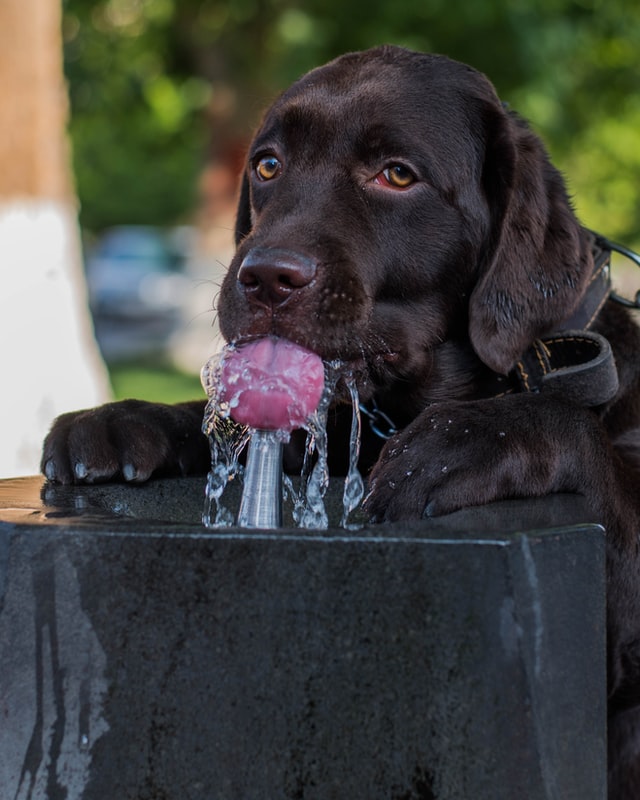 fuente de agua para perros