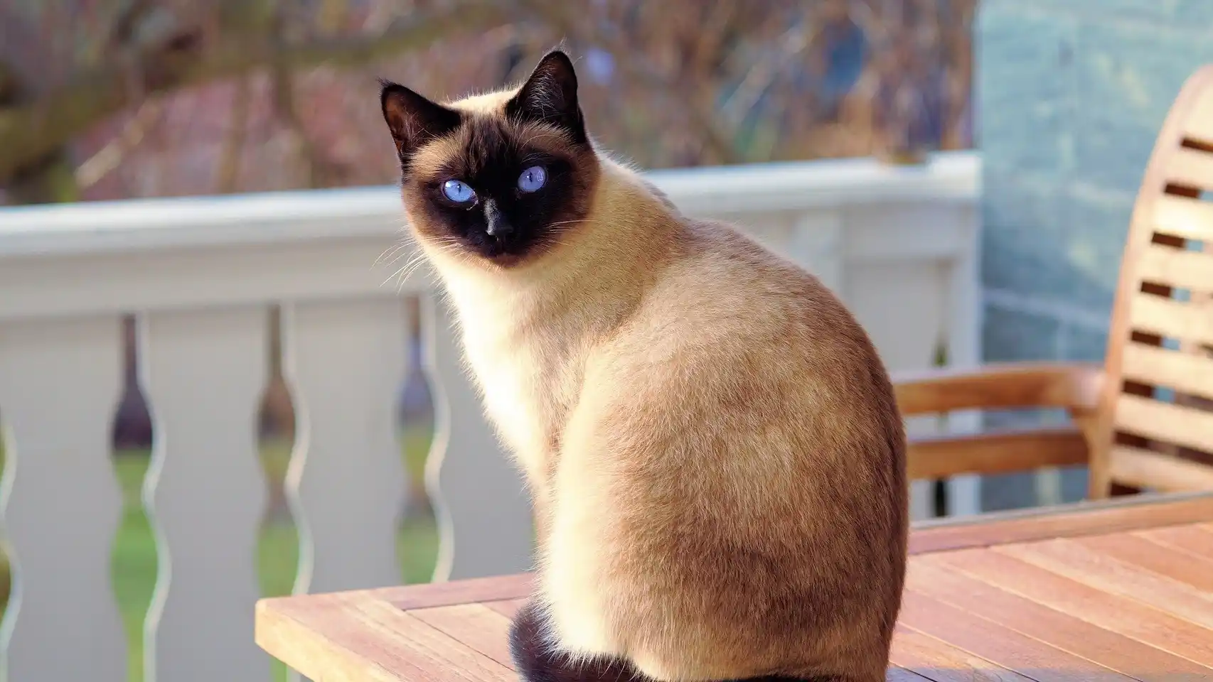 ¿Pueden los sobres para gatos sustituir a la comida seca?