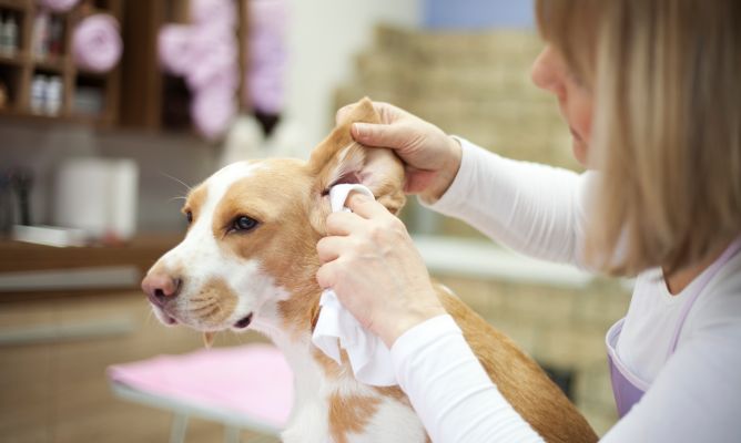 limpiador de oídos para perros