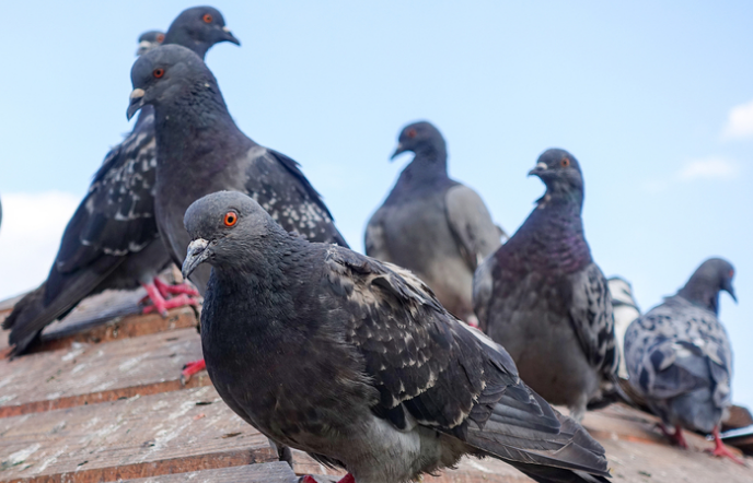 Ahuyentador de palomas, ¿Cuál elegir que sea eficaz?