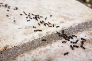 Repelentes de hormigas, ¿cuál elegir que sea eficaz