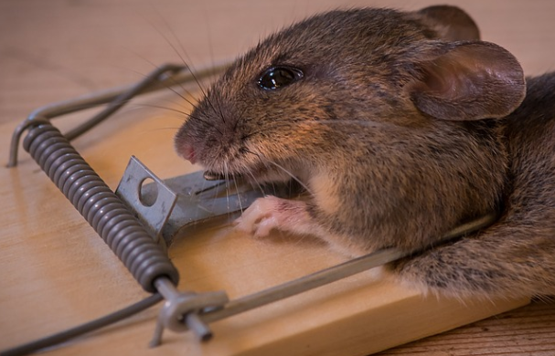 Trampas para ratas, ¿Cuál elegir qué sea eficaz?
