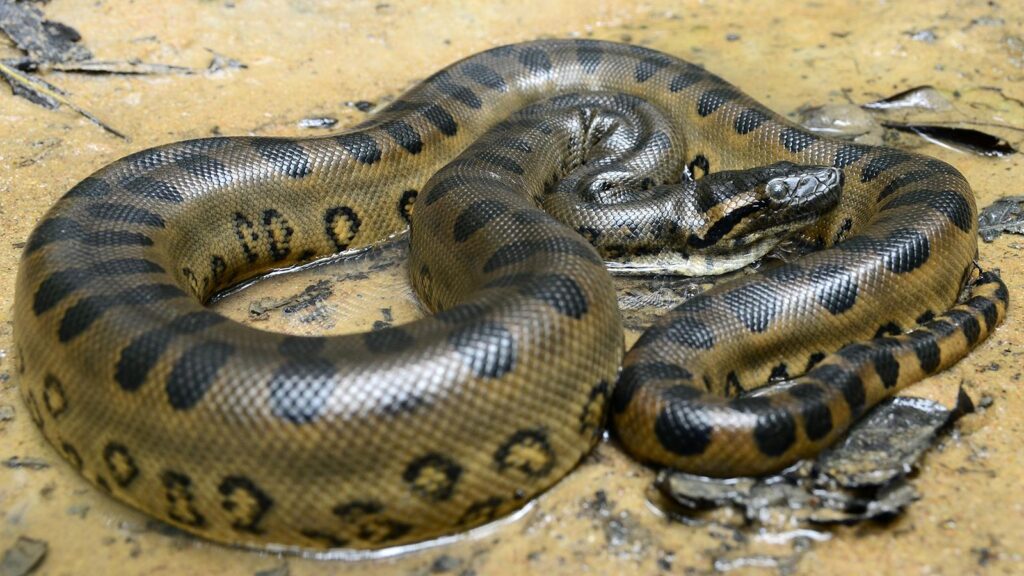 serpientes más letales