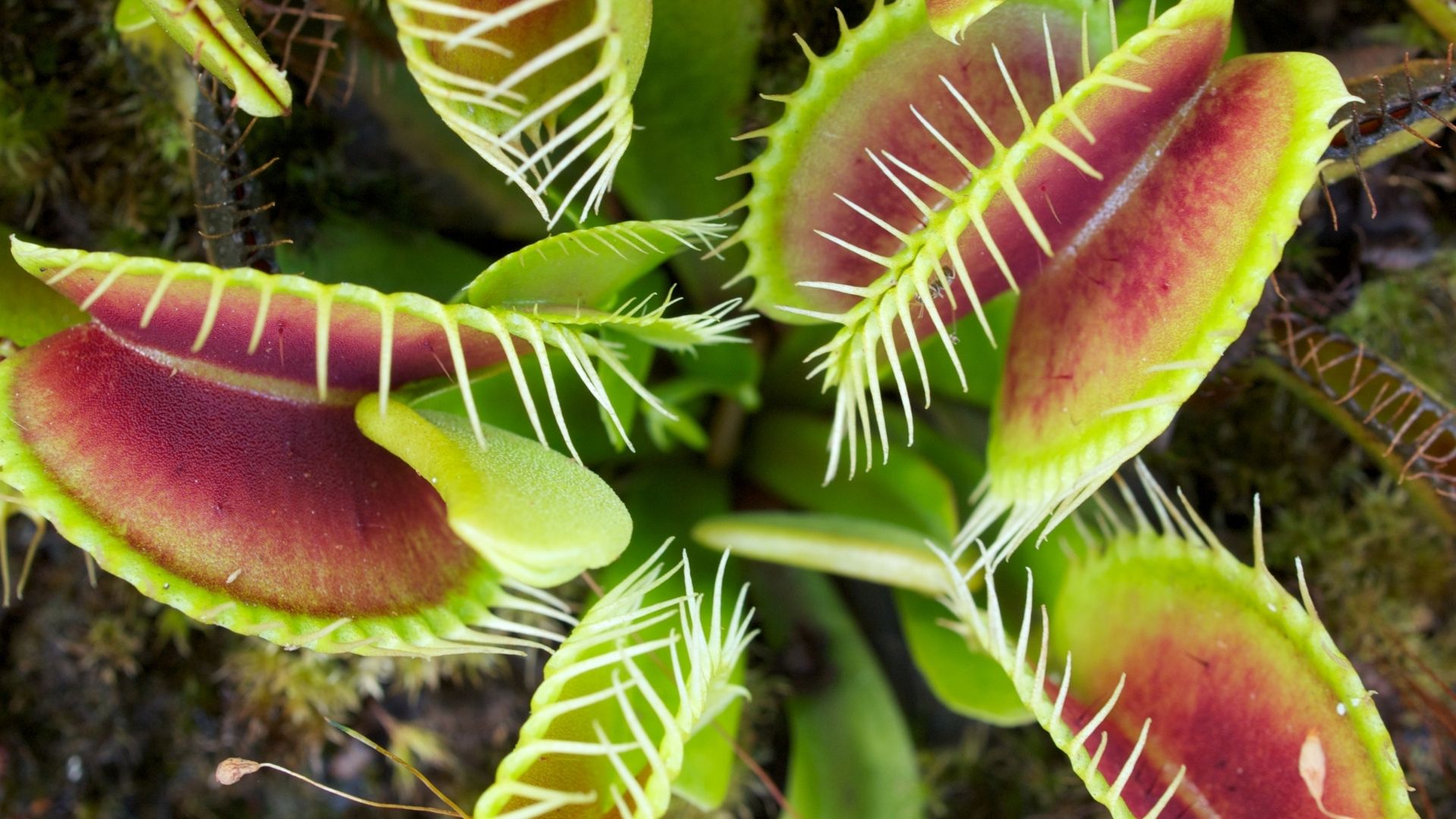 Top 5 de plantas más delicadas del mundo