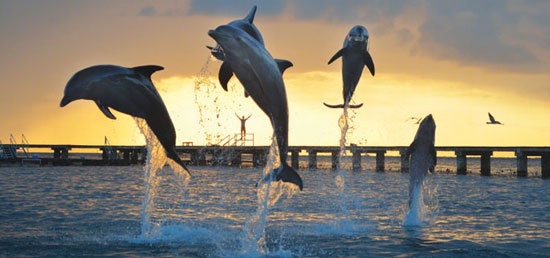 Nado con Delfines en Cancún e Isla Mujeres