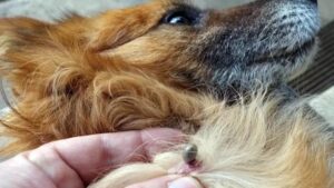 ¿Cómo se puede prevenir la infestación de pulgas y garrapatas en los perros?
