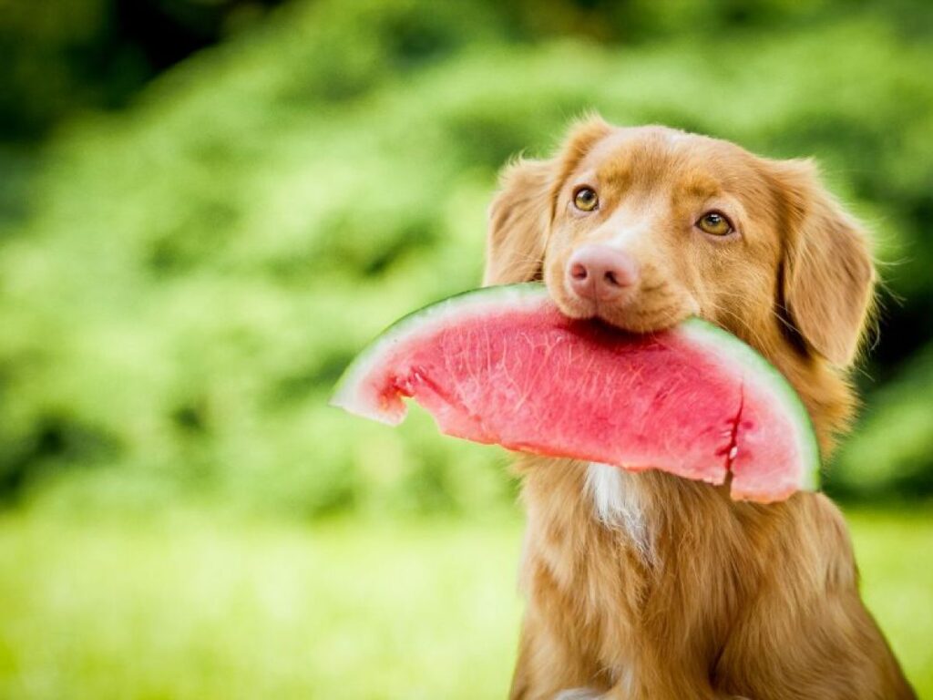 ¿Qué fruta no pueden comer los perros?