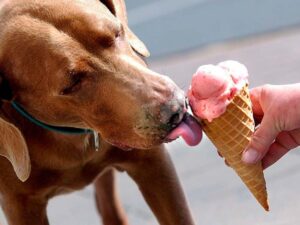 ¿Qué helado se le puede dar a un perro?