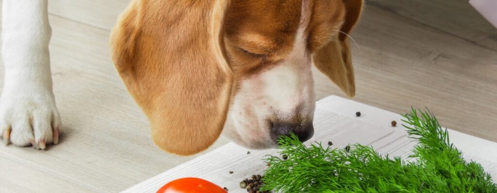 ¿Qué legumbre es buena para los perros?