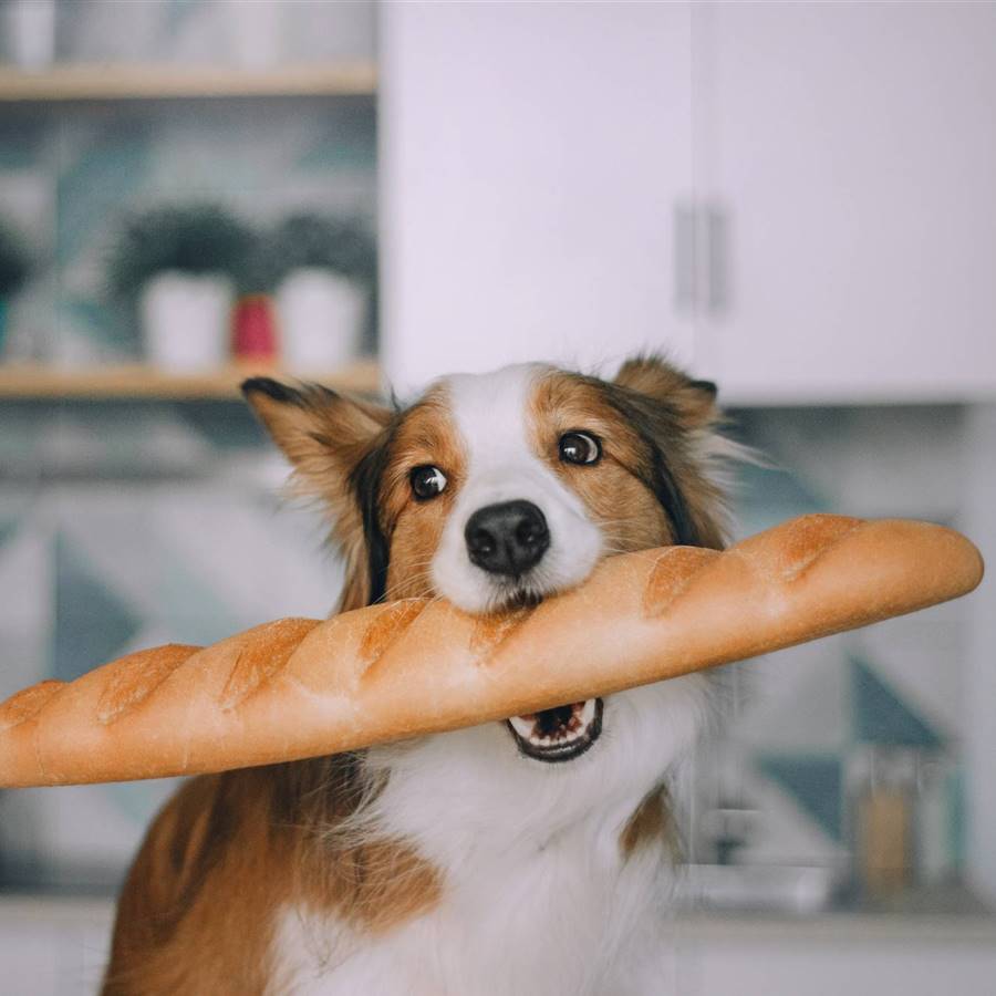 ¿Qué pasa si le doy pan a un perro?