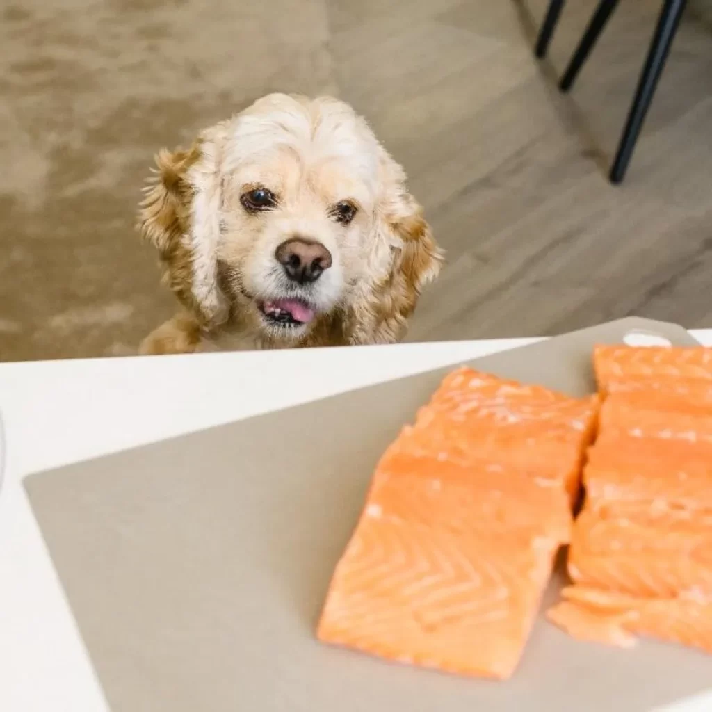 ¿Qué pasa si le doy Salmon a mi perro?